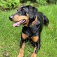 Black Dobermann wearing an Amberwood Biothane collar with solid brass hardware, stood on grass with woodland backdrop.