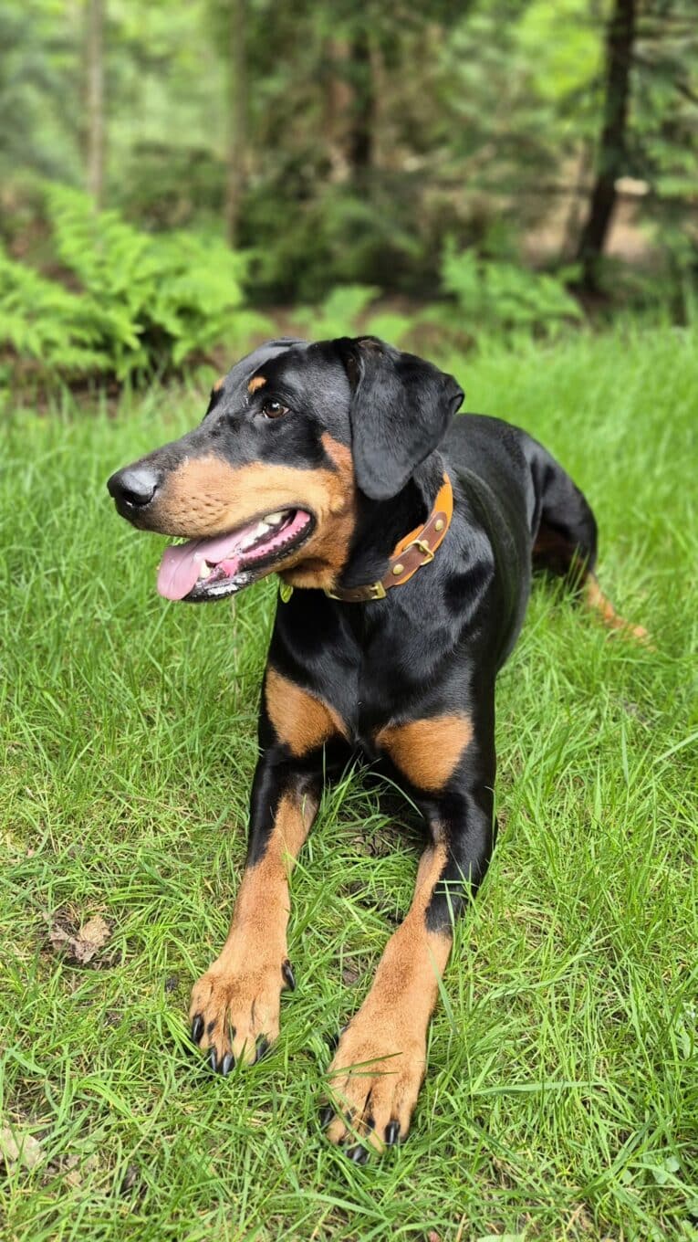 Black Dobermann wearing an Amberwood Biothane collar with solid brass hardware, stood on grass with woodland backdrop.