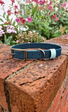 Evergreen Collar