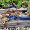 Two leather dog collars, one tan and one blue, and a matching blue lead with a brass clip are coiled on weathered wooden planks surrounded by rocks and greenery.