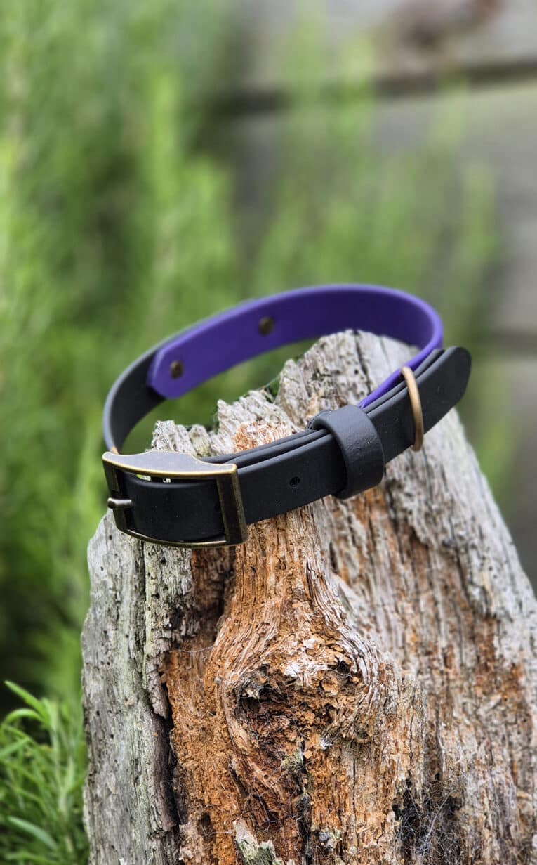 A black and purple dog collar with a brass buckle and ring rests on a weathered tree stump, with green foliage and a wooden fence in the blurred background.
