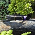 A black collar with a silver buckle and a purple loop rests on a large rock in a sunny garden, surrounded by green leaves and foliage.