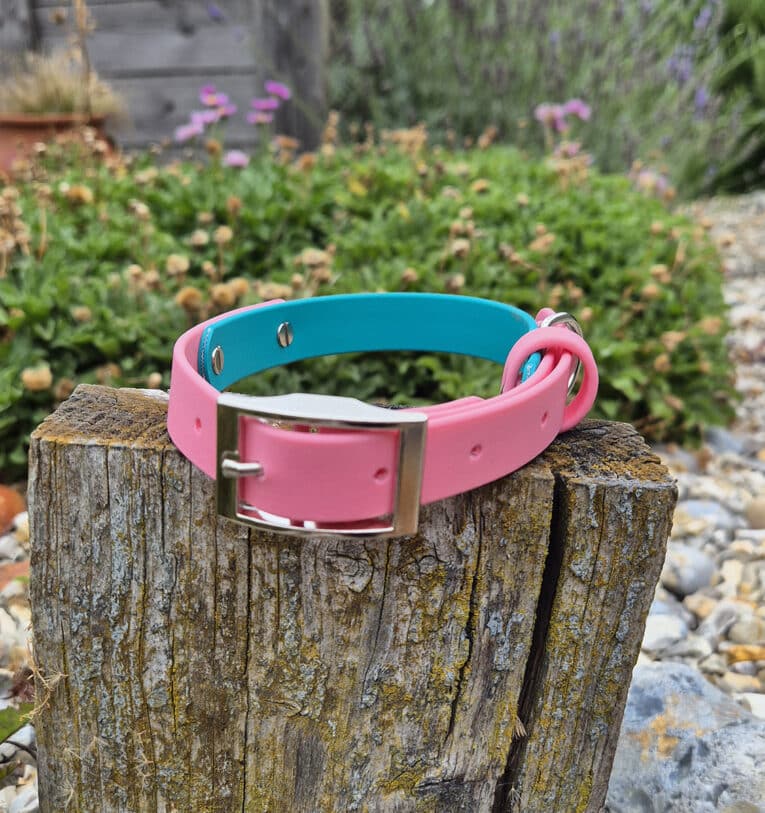 A pink and blue dog collar with a silver buckle is displayed on a weathered wooden post, with green plants and gravel in the blurred background.