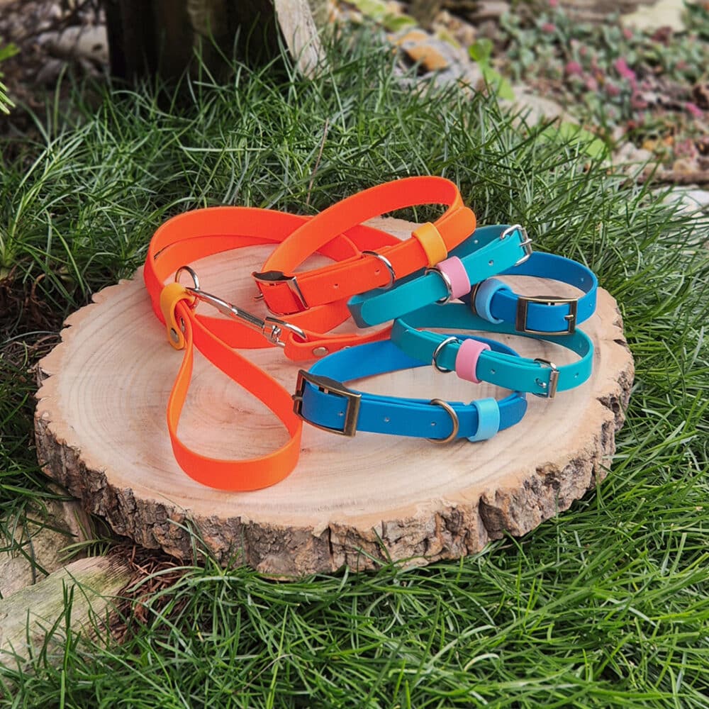 Bright orange, blue, and pink dog collars and leads with metal buckles and rings are arranged on a tree stump in the grass. These vibrant accessories are easy to maintain—just follow simple steps on how to clean a dog collar for lasting freshness.