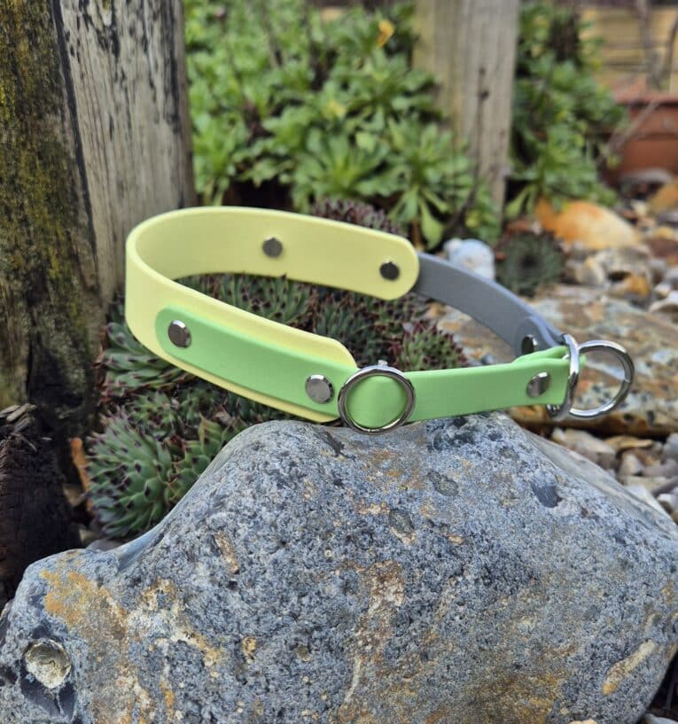 A Custom Half Slip Collar in yellow, green, and grey featuring metal rivets and rings is displayed on a large stone amidst succulents and rocks in a garden.