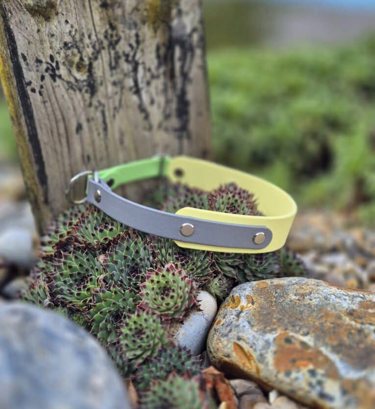 A Custom Half Slip Collar in yellow and grey with metal rivets rests on succulents and rocks beside a weathered wooden post outdoors.