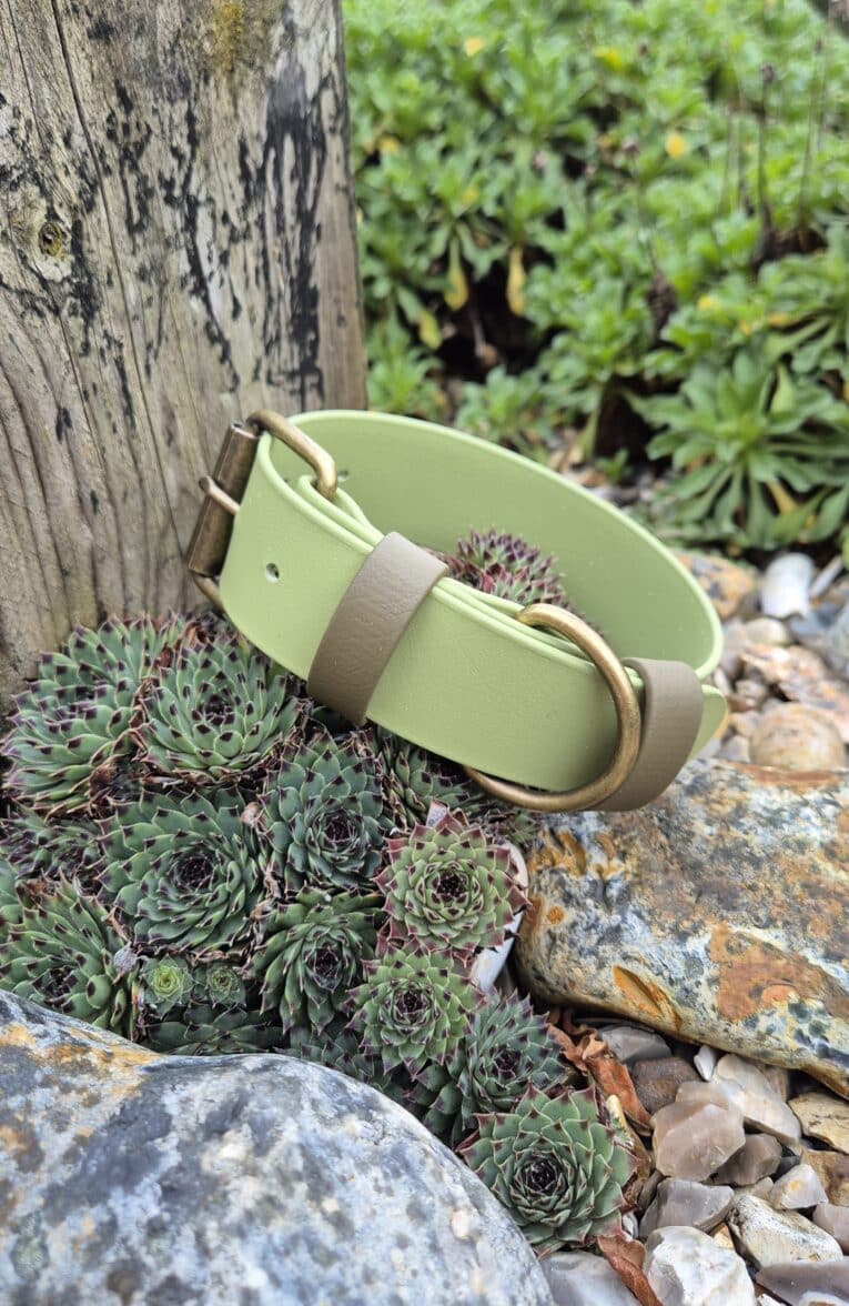 The Custom Extra Wide Single Colour Collar in light green with a brass buckle and ring is displayed on succulent plants among rocks and a weathered wooden post in a garden setting.