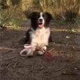 A black and white dog sits on a dirt path in the woods, tongue out and happy. In front, two Custom Two Colour 1.2m Leads—one pink and one red—lie on the ground.