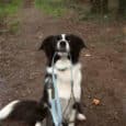 A black and white dog sits on a forest path, holding a Shoreline Sage 1.2m Two Colour Lead in its mouth and looking up expectantly.