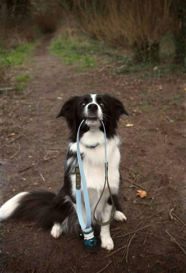 A black and white dog sits on a forest path, holding a Shoreline Sage 1.2m Two Colour Lead in its mouth and looking up expectantly.