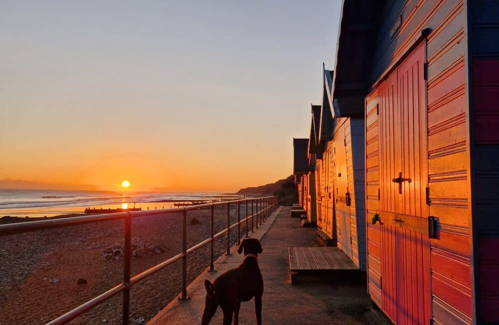 A dog wearing one of the sustainable dog collars UK stands on a walkway beside colourful beach huts at sunset, with warm light reflecting off the doors. The beach and calm sea are visible to the left.