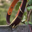 Custom two colour collar in orange and purple BioThane with brass hardware, displayed on rustic wood amongst climbing ivy.