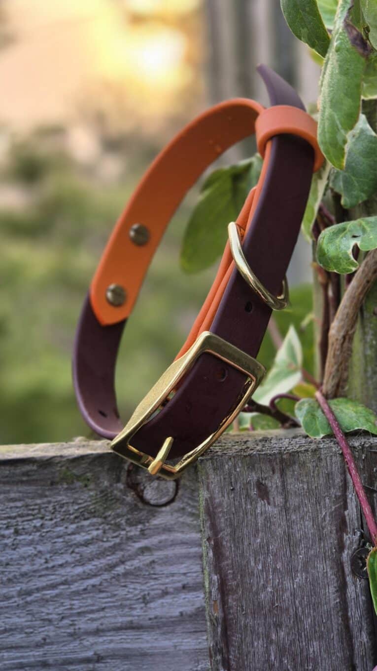 Custom two colour collar in orange and purple BioThane with brass hardware, displayed on rustic wood amongst climbing ivy.