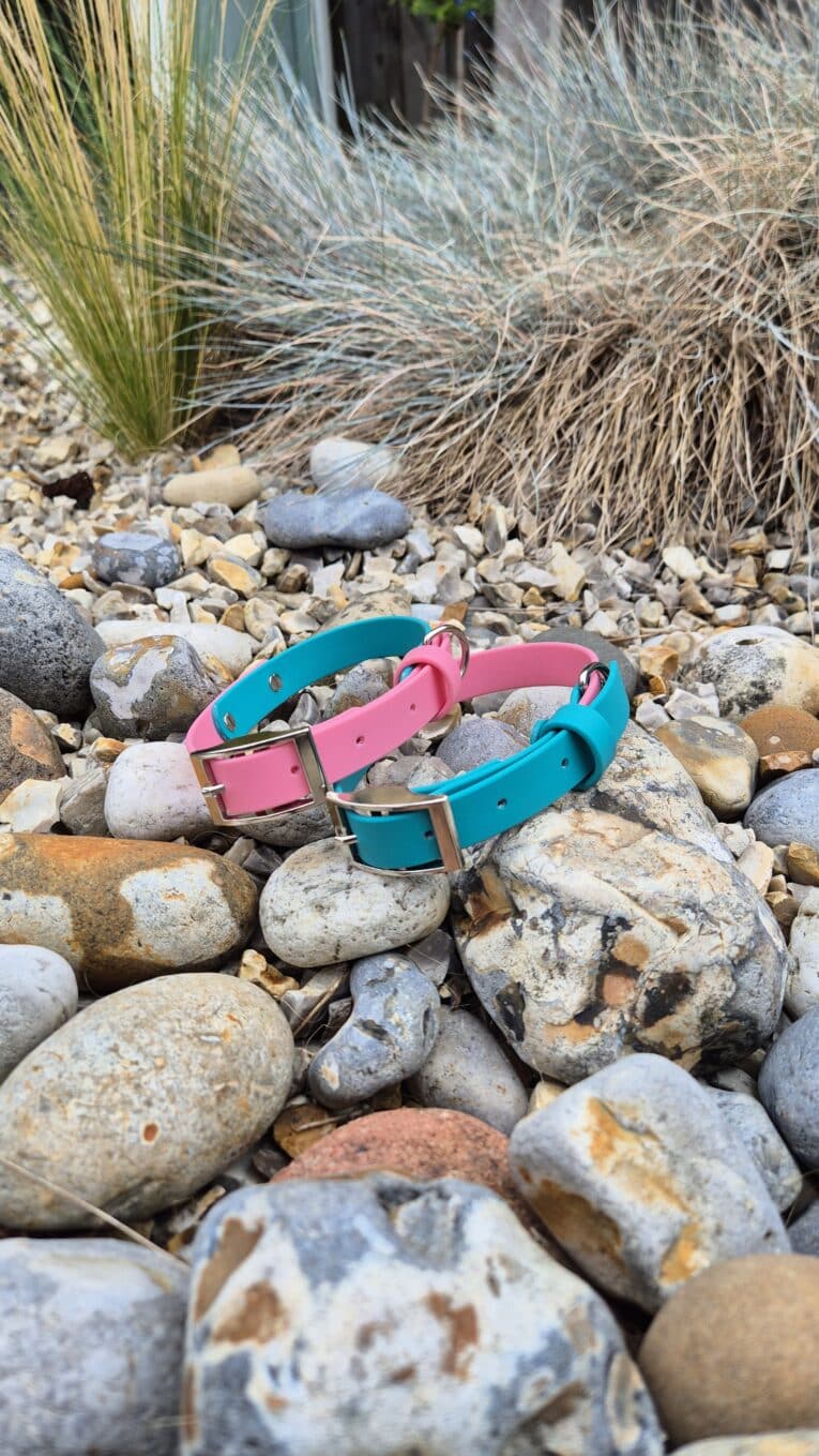 Turquoise and pink custom two-colour BioThane dog collars with contrasting buckles, displayed on natural pebbles and gravel.
