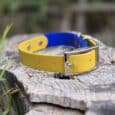 Bright yellow and blue custom two colour BioThane dog collar with silver buckle, displayed on weathered stone outdoors.