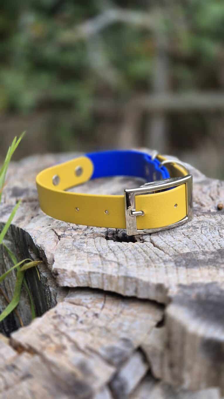 Bright yellow and blue custom two colour BioThane dog collar with silver buckle, displayed on weathered stone outdoors.