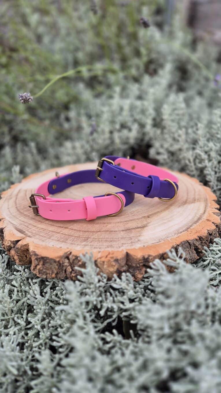Two vibrant custom two colour collars in pink and purple BioThane displayed on a wooden disc, featuring brass hardware.