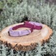 Two custom two-colour dog collars in purple and lavender shades displayed on a wooden disc, surrounded by silvery foliage.