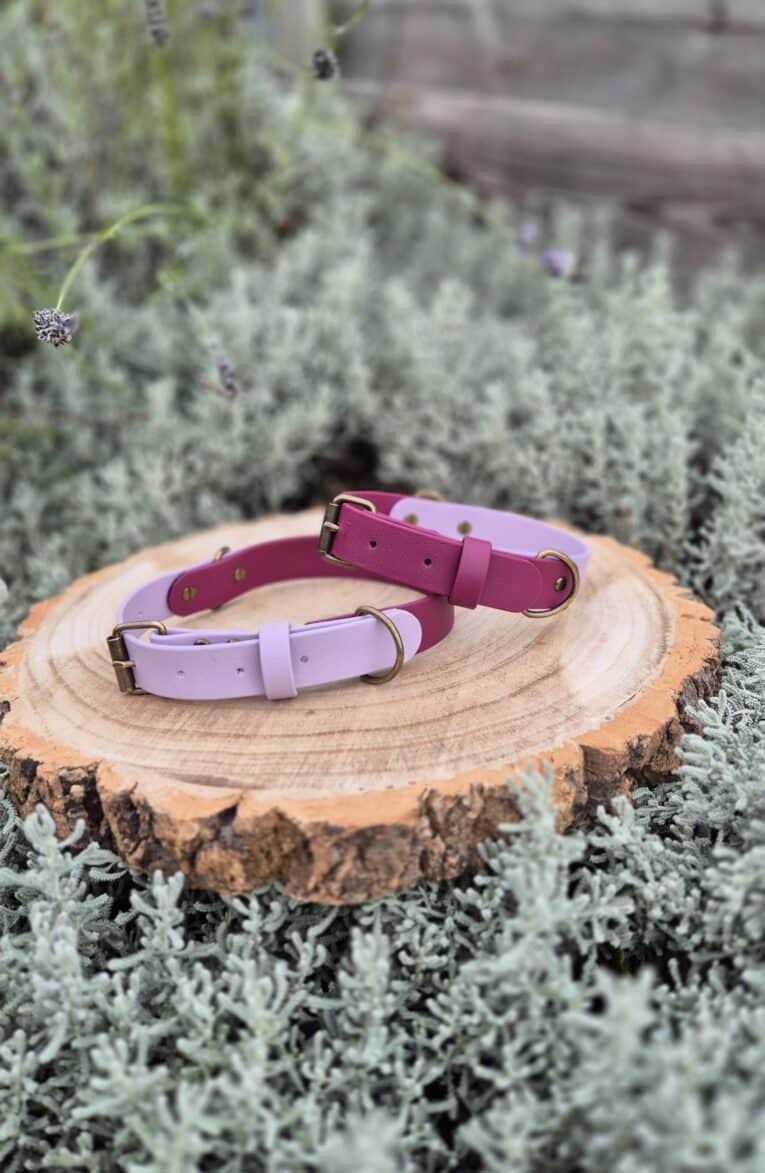 Two custom two-colour dog collars in purple and lavender shades displayed on a wooden disc, surrounded by silvery foliage.