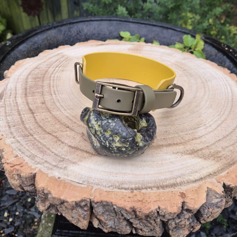 The Saffron Grove Tapered Collar in yellow and olive green with a metal buckle is shown on a dark, speckled stone placed on a cut tree stump outside, surrounded by lush greenery.