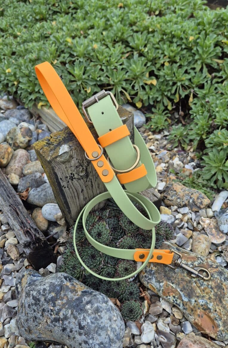 The Bordeaux Grove Extra Wide Collar and matching green and orange lead set, crafted from sturdy material, is displayed on rocks beside a wooden post with green leafy plants in the background.