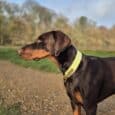 A Dobermann stands alert on a gravel path, wearing a neon yellow Custom Half Slip Collar. Green grass and blurred trees fill the background beneath a partly cloudy sky.