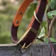 A two-toned dog collar with brown and orange straps and a gold buckle rests on a wooden fence, next to green leafy vines. The background is blurred with natural outdoor scenery.