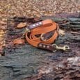 A coiled dog lead with brass fittings rests on a weathered tree stump covered in autumn leaves. The background is filled with fallen leaves covering the ground.