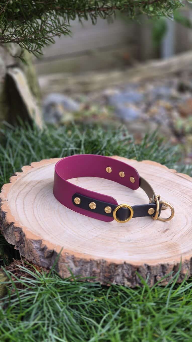 The Blackwood Berry Tapered Collar, in maroon and black with gold studs and a brass ring, rests on a round wooden slice amid green grass and blurred outdoor foliage.