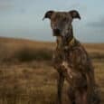 A brindle greyhound wearing a Saffron Grove Tapered Collar sits on dry grass in an open field beneath a cloudy sky, looking attentively at the camera.