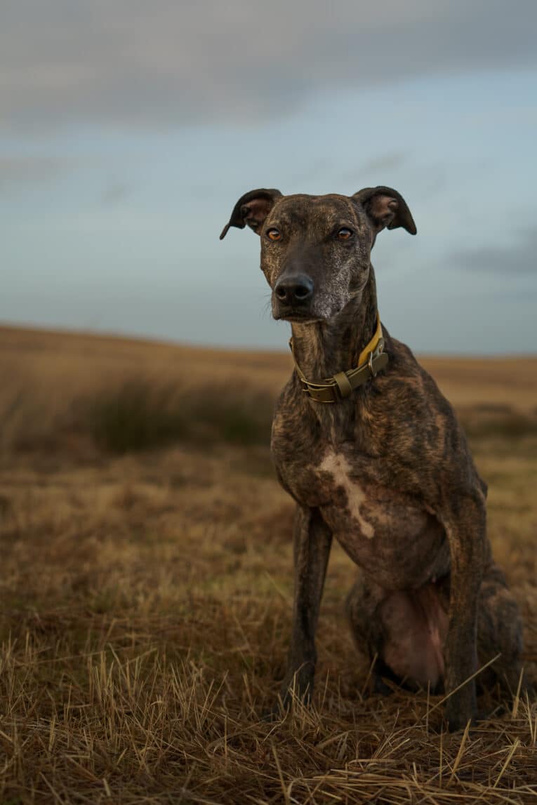 A brindle greyhound wearing a Saffron Grove Tapered Collar sits on dry grass in an open field beneath a cloudy sky, looking attentively at the camera.
