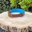 A brown and blue dog collar with brass fittings sits on a tree stump outdoors, with green bushes in the background.