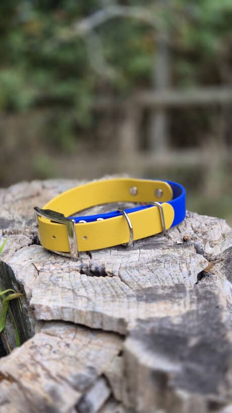 A yellow and blue dog collar with a silver buckle and D-ring rests on a weathered tree stump, with a blurred green outdoor background.
