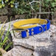 A blue and yellow dog collar with a silver buckle is placed on a tree stump outdoors, with green foliage and a wooden fence in the background.