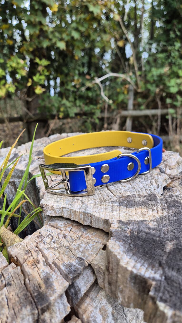 A blue and yellow dog collar with a silver buckle is placed on a tree stump outdoors, with green foliage and a wooden fence in the background.
