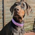 Chocolate Labrador wearing a purple custom half-slip collar with pink accents, displaying personalised pet collar fit.