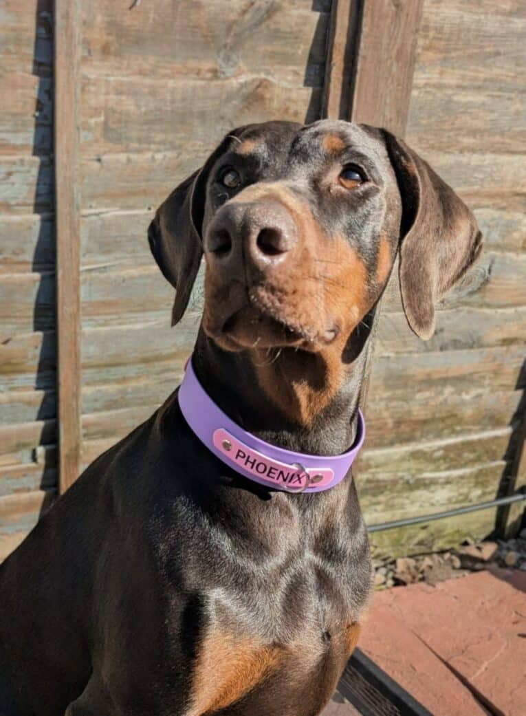 Chocolate Labrador wearing a purple custom half-slip collar with pink accents, displaying personalised pet collar fit.