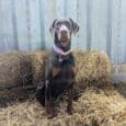 Chocolate Labrador wearing a pink custom half-slip collar with ID tag, sitting on straw bedding.