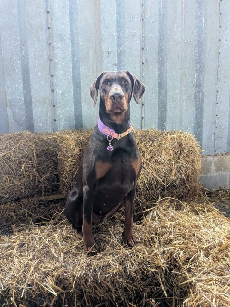 Chocolate Labrador wearing a pink custom half-slip collar with ID tag, sitting on straw bedding.