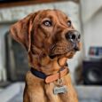 Chocolate brown dog wearing a navy and light brown Harbourwood Collar with antique brass hardware and engraved tag.