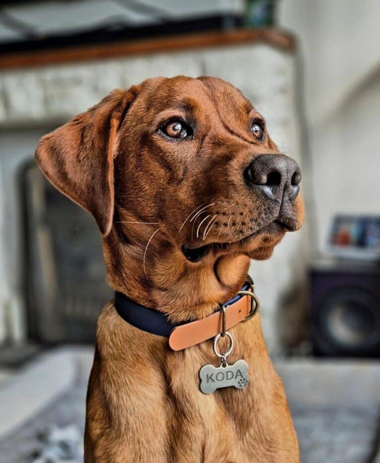 Chocolate brown dog wearing a navy and light brown Harbourwood Collar with antique brass hardware and engraved tag.