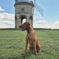 Brown dog wearing navy and light brown Harbourwood Collar sitting on grass beside historic windmill under blue sky.