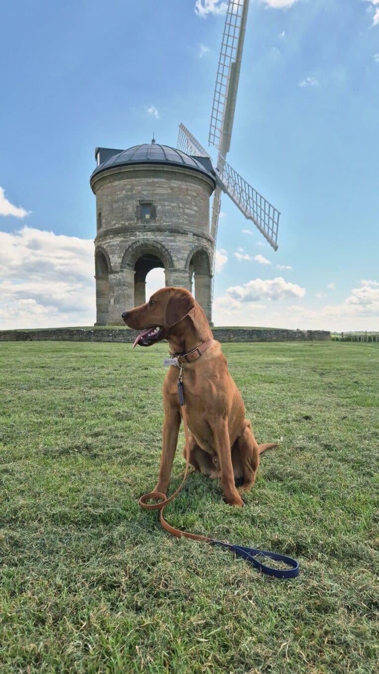 Brown dog wearing navy and light brown Harbourwood Collar sitting on grass beside historic windmill under blue sky.
