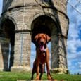 Chocolate brown dog wearing a navy and light brown Harbourwood Collar, standing beneath a historic stone viaduct.
