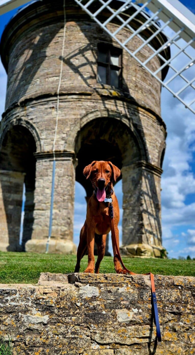 Chocolate brown dog wearing a navy and light brown Harbourwood Collar, standing beneath a historic stone viaduct.