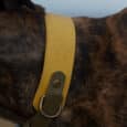 A close-up of a dog's brindle fur and neck displays the Saffron Grove Tapered Collar—saffron yellow, with a metal ring and brown leather strap; the dog’s head is partially out of frame.