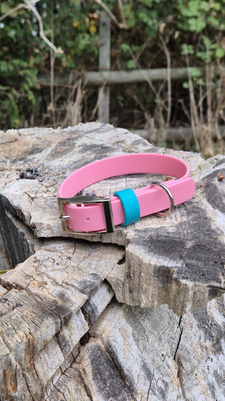 A pink dog collar with a silver buckle and a blue loop rests on a weathered tree stump outdoors, with green foliage and a wooden fence in the background.