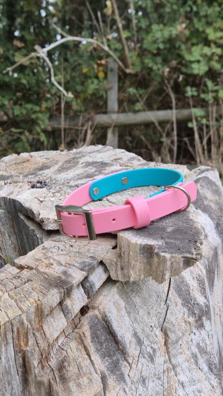 A pink and blue pet collar with a silver buckle rests on a weathered tree stump outdoors, with green foliage and wooden fencing in the background.