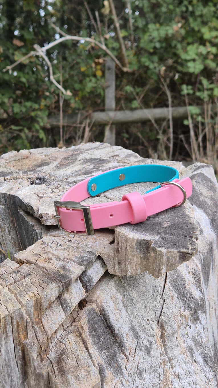 A pink and blue pet collar with a silver buckle rests on a weathered tree stump outdoors, with green foliage and wooden fencing in the background.