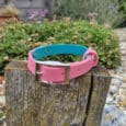 A pink and blue dog collar with a silver buckle sits on a weathered wooden post in a garden with green plants and flowers in the background.